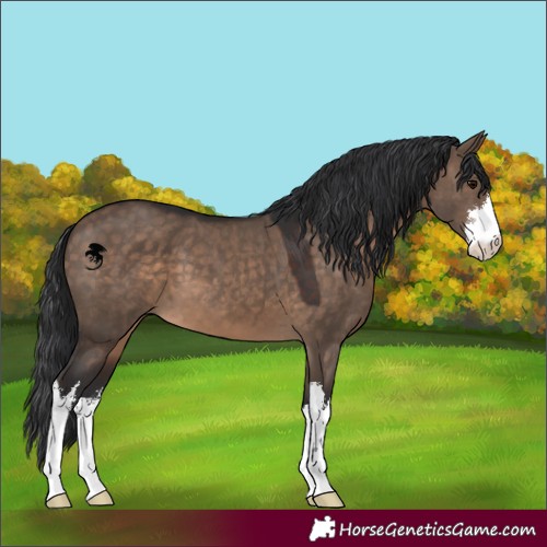 Horse Color:White Spotted Brown Dun 