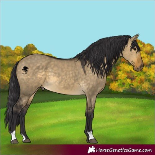 Horse Color:Buckskin Dun 