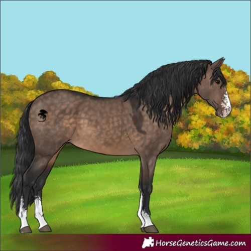 Horse Color:Brown Dun Sabino 