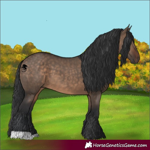 Horse Color:Brown Dun 