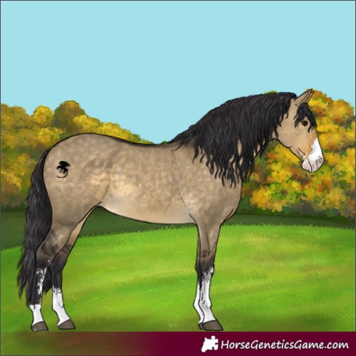 Horse Color:Buckskin Dun Sabino 