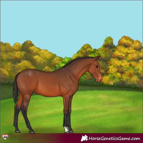 Horse Color:Bay Appaloosa 