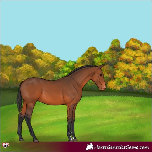 Horse Color:Bay Appaloosa 