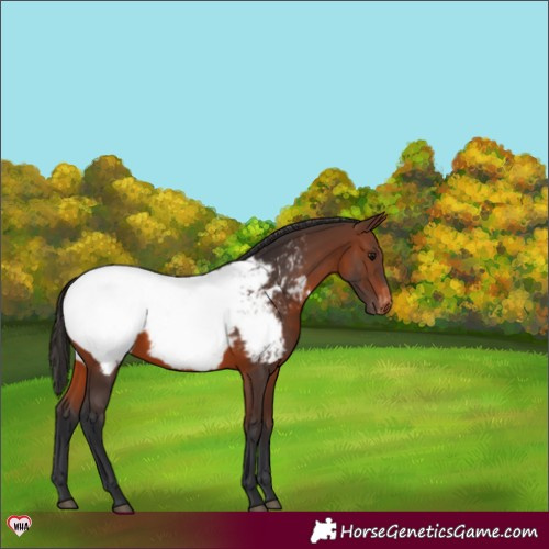 Horse Color:Brown Appaloosa 