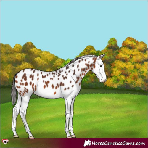 Horse Color:Bay Splash Leopard 
