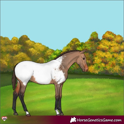 Horse Color:Bay Dun Appaloosa 