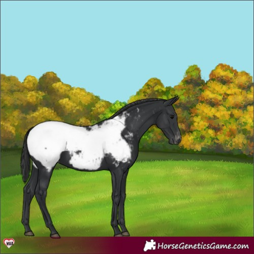 Horse Color:Black Snowcap 