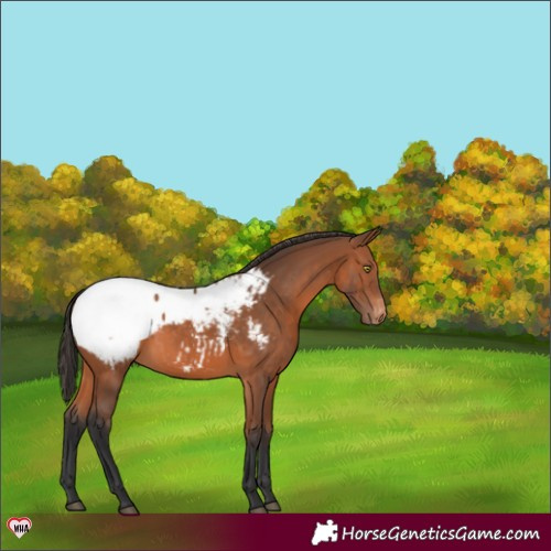 Horse Color:Bay Appaloosa 