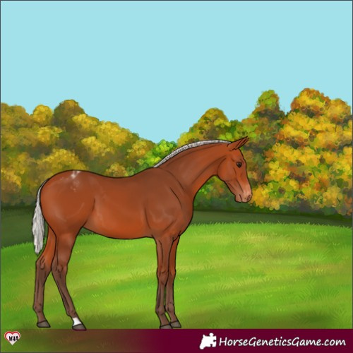 Horse Color:Silver Bay Appaloosa 