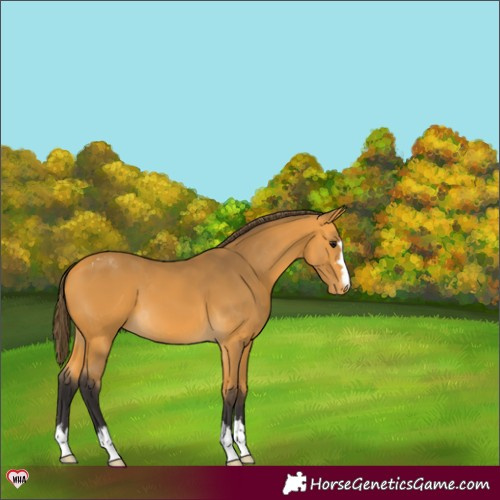 Horse Color:Buckskin Appaloosa 