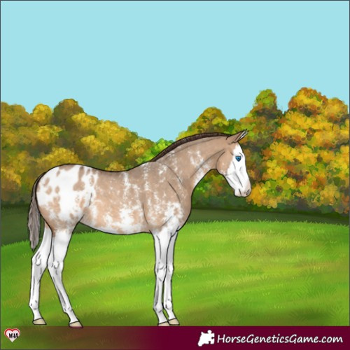 Horse Color:Bay Dun Sabino Splash Appaloosa 