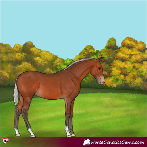 Horse Color:Silver Brown Appaloosa 