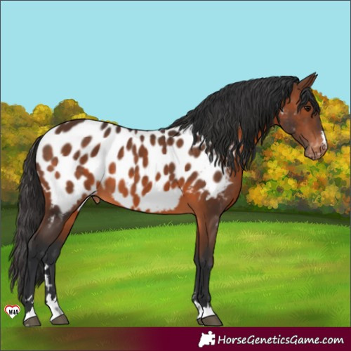 Horse Color:Brown Near Leopard 