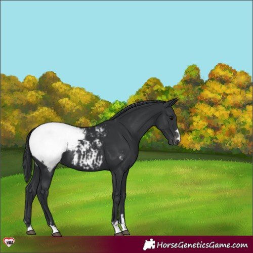 Horse Color:Black Appaloosa