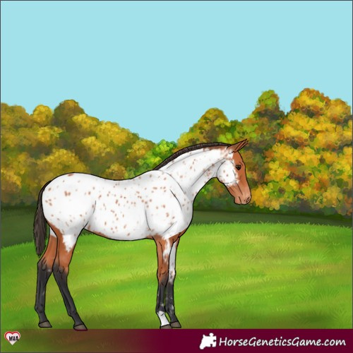 Horse Color:Bay Appaloosa Rabicano 