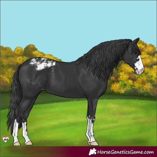 Horse Color:Black Appaloosa 