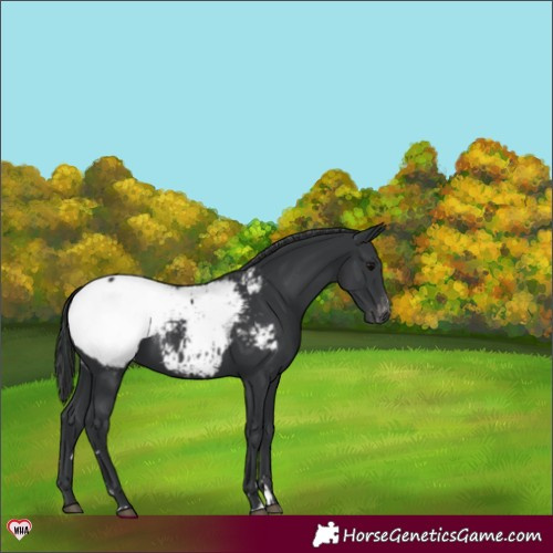 Horse Color:Black Appaloosa 