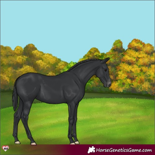 Horse Color:Black Appaloosa 