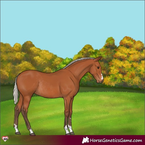 Horse Color:Silver Bay Rabicano 