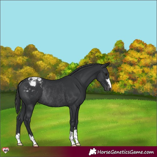 Horse Color:Black Blanket Rabicano 