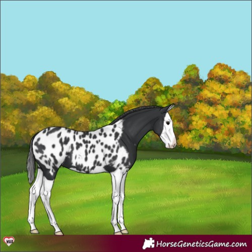 Horse Color:Black Splash Appaloosa 