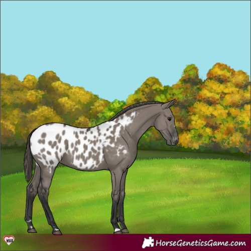 Horse Color:Grullo Near Leopard 
