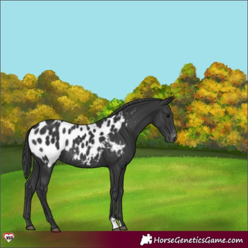 Horse Color:Black Near Leopard Rabicano 