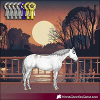 Horse Color:Gray White Spotted Brown Dun Appaloosa Rabicano 