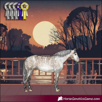 Horse Color:Gray White Spotted Brown Dun Appaloosa Rabicano