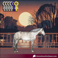 Horse Color:Gray White Spotted Brown Dun Appaloosa Rabicano
