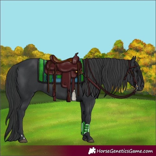 Horse Color:Black 