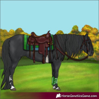 Horse Color:Black 