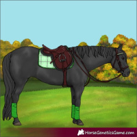 Horse Color:Black 