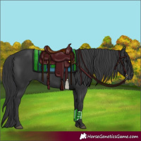 Horse Color:Black 