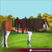 Horse Color:Bay Splash 