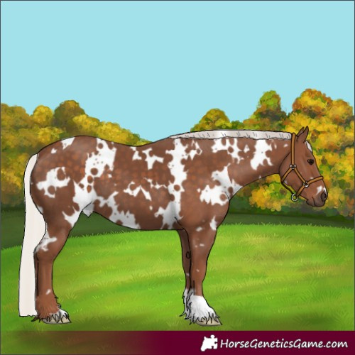 Horse Color:White Spotted Silver Black 