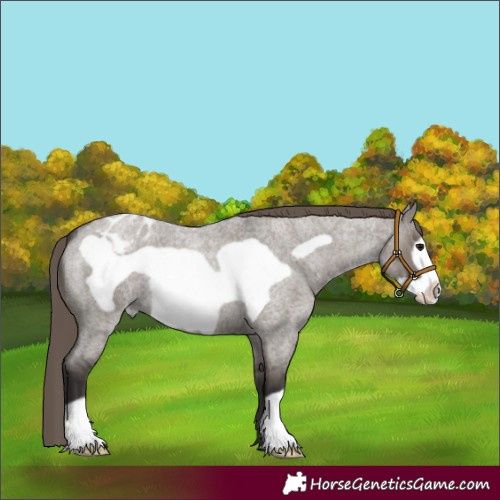 Horse Color:Smoky Grullo Roan Frame Varnish