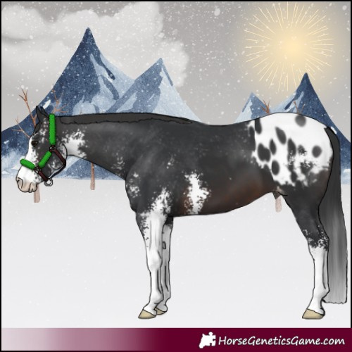 Horse Color:Brown Sabino Appaloosa