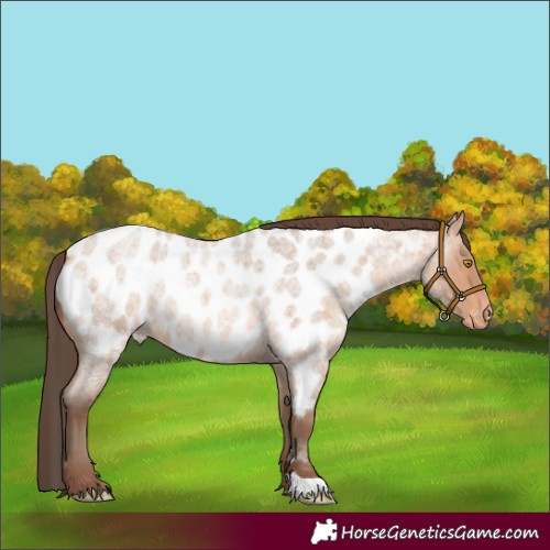 Horse Color:Amber Champagne Roan Near Leopard