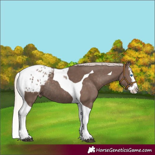 Horse Color:Silver Black Splash Tobiano Blanket Rabicano