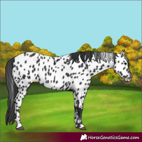 Horse Color:Black Appaloosa 