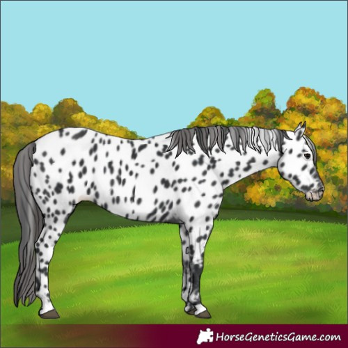 Horse Color:Black Appaloosa 