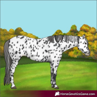 Horse Color:Black Appaloosa 