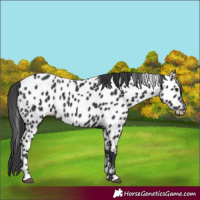 Horse Color:Black Appaloosa 