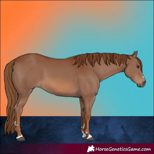 Horse Color:Chestnut 