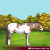 Horse Color:Bay Sabino Frame Appaloosa 