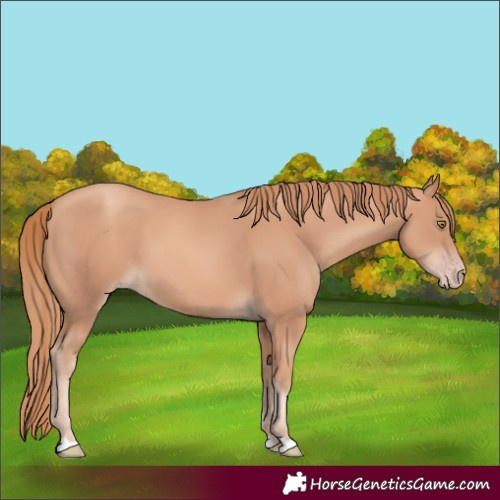 Horse Color:Gold Champagne 