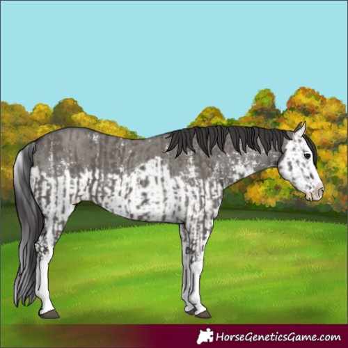 Horse Color:Smoky Grullo Sabino Splash and Smoky Grullo Sabino Splash