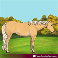 Horse Color:Palomino 