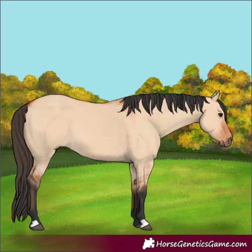 Horse Color:Bay Dun 